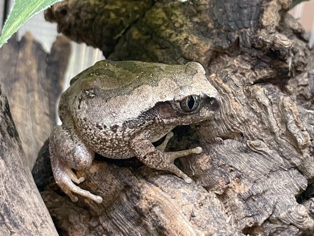 クサガエル 