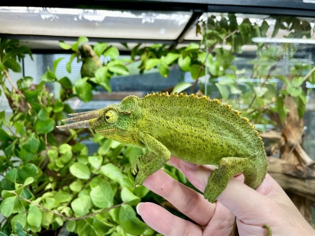 カメレオン キサントロプス