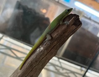 ヒロオヒルヤモリ 