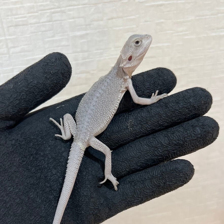 フトアゴヒゲトカゲ ハイポゼロ