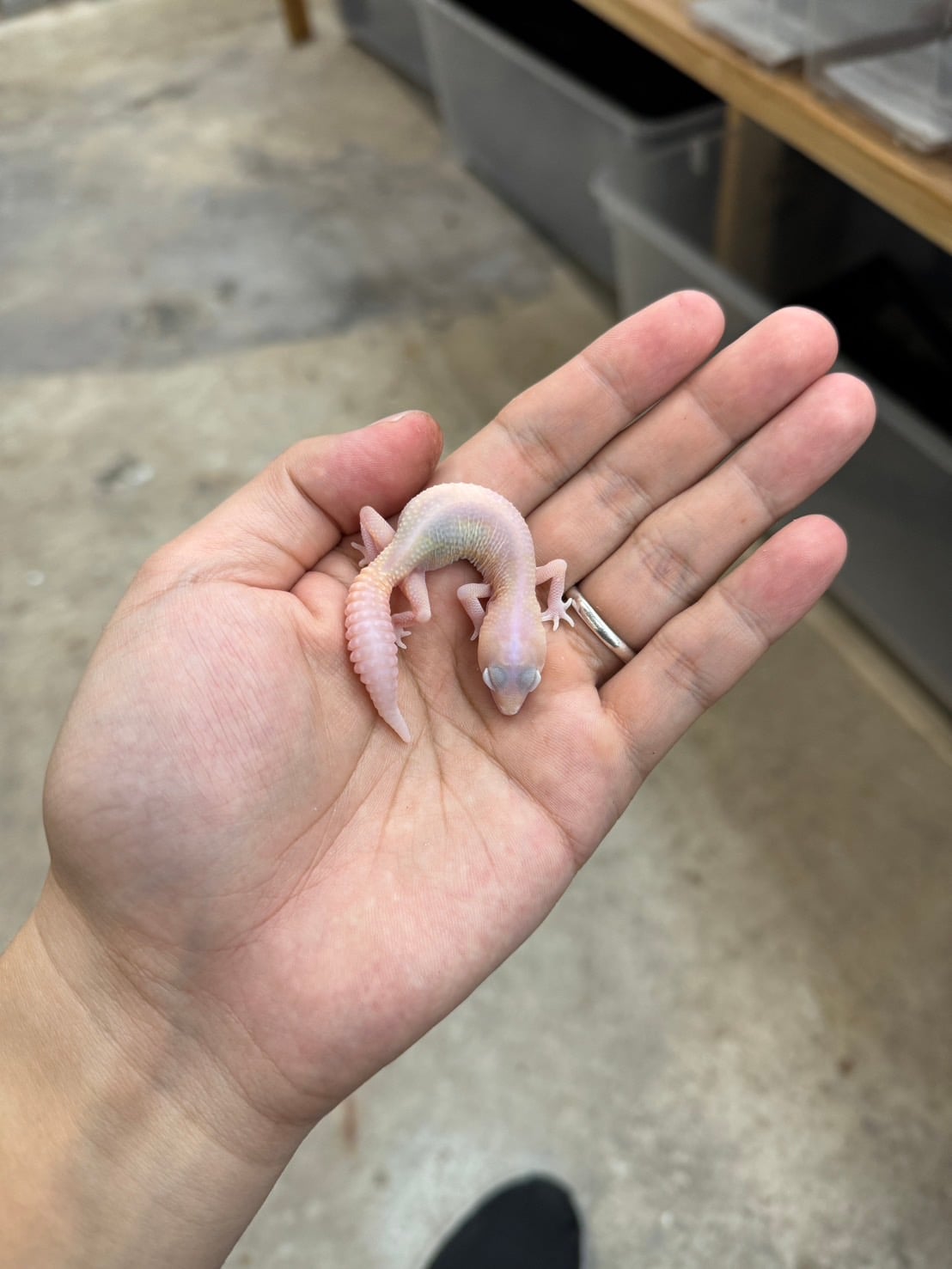 ニシアフリカトカゲモドキ ラキビノズールー