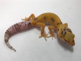 ヒョウモントカゲモドキ ベルアルビノエニグマ