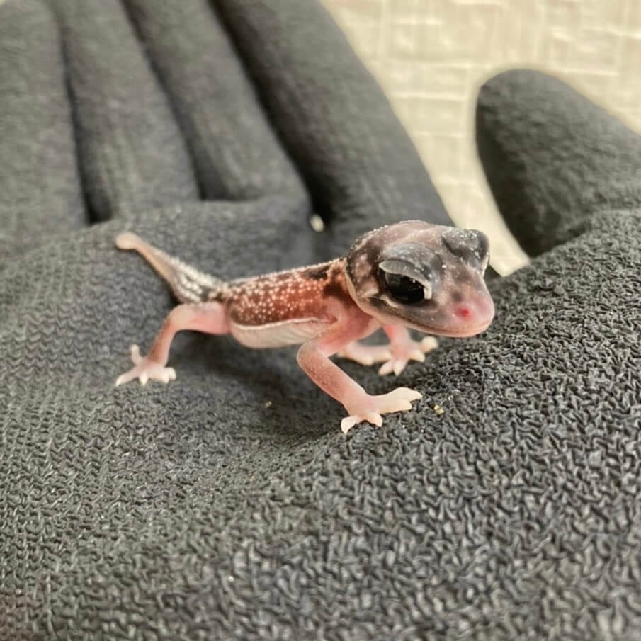 セスジタマオヤモリ 