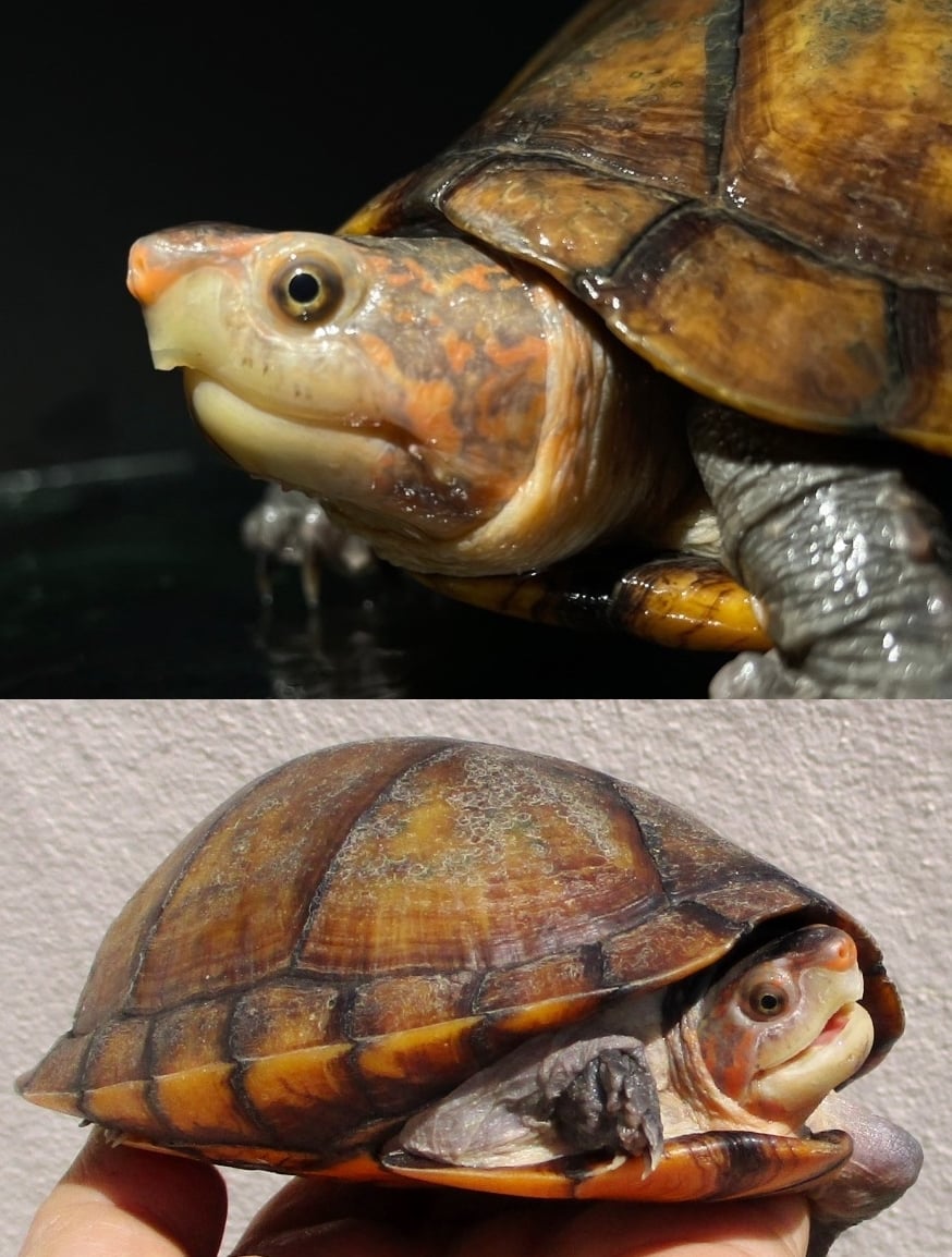 ホオアカドロガメ 