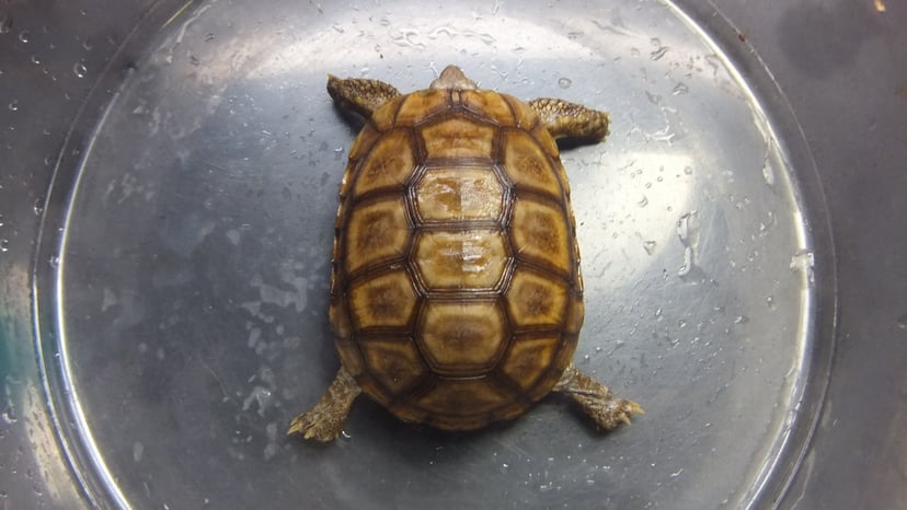 ベルセオレガメ