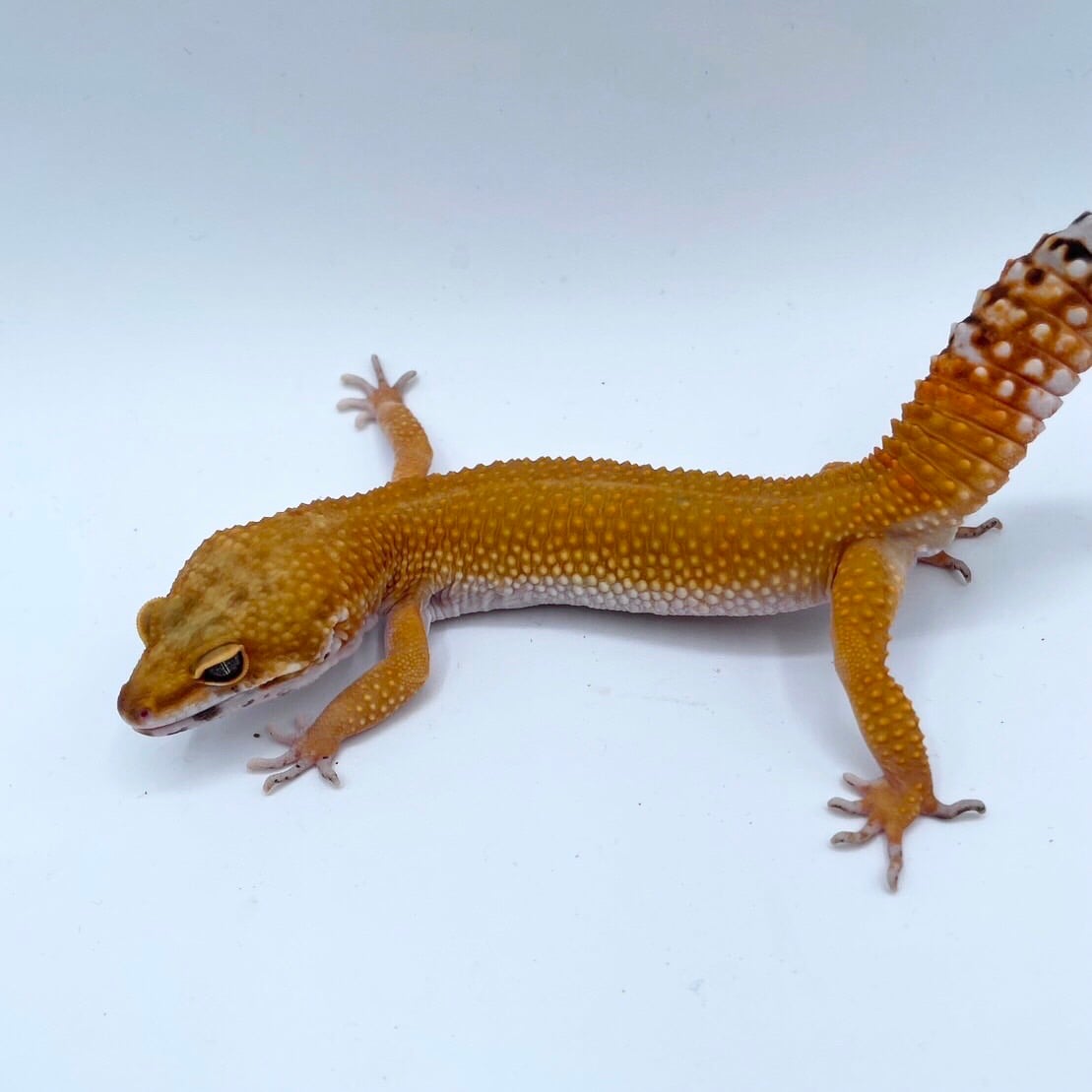 ヒョウモントカゲモドキ ボールドエメリンタンジェリンアルビノ