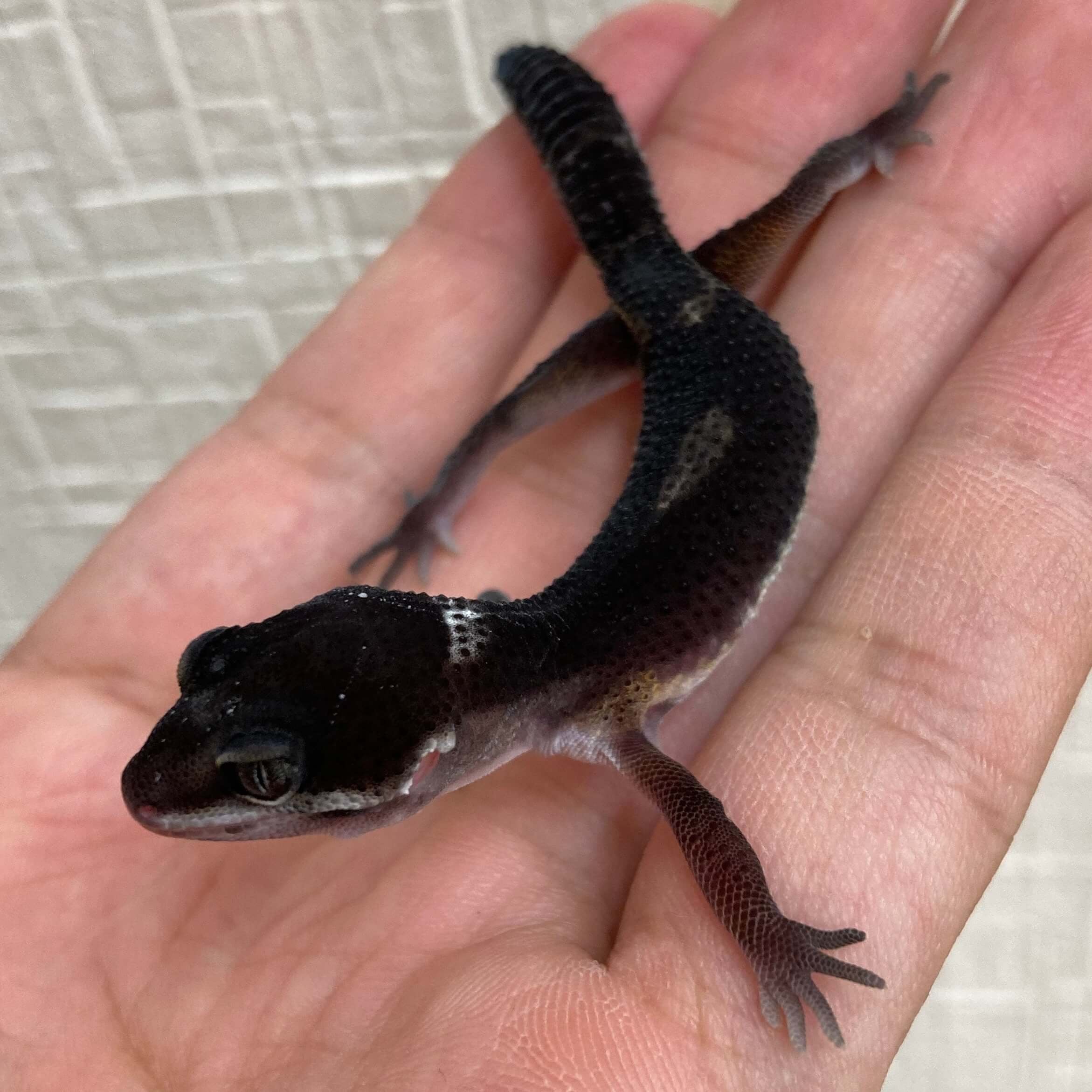 ヒョウモントカゲモドキ ブラックナイト