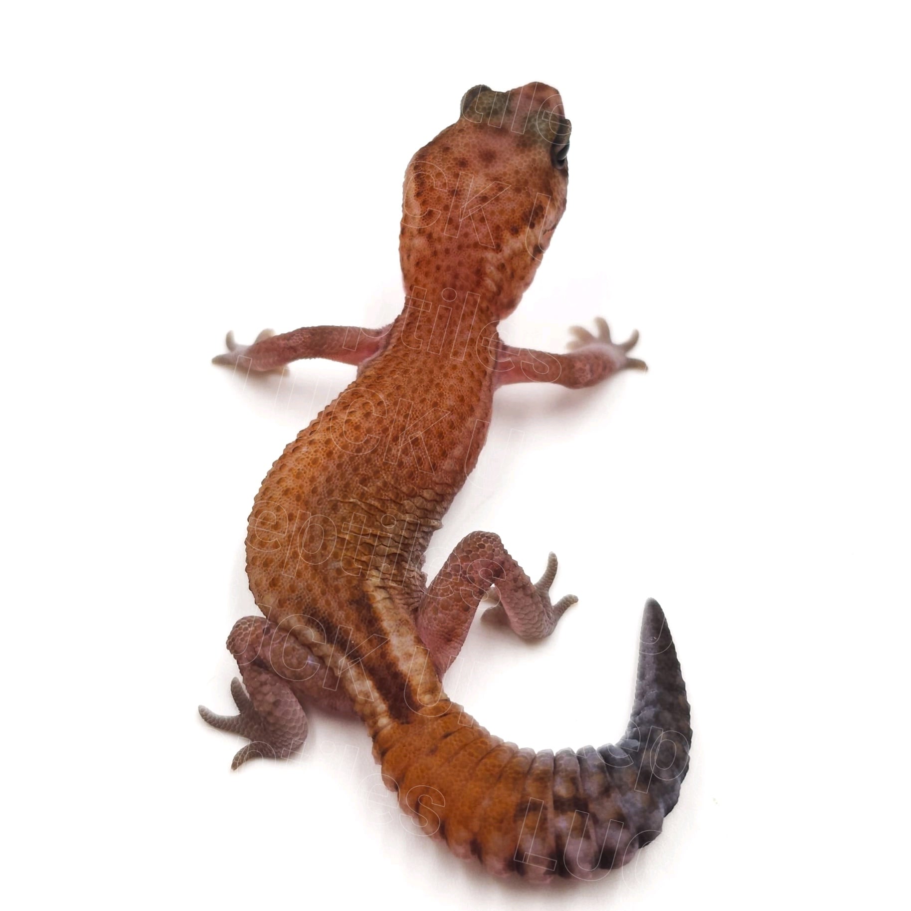 ニシアフリカトカゲモドキ パティphゴーストオレオ