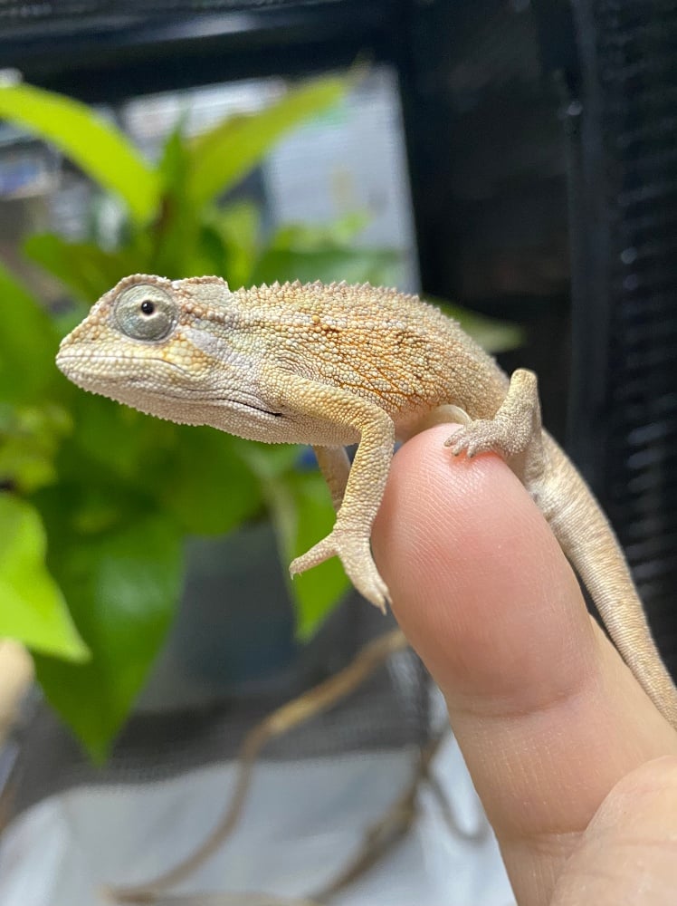 カメレオン