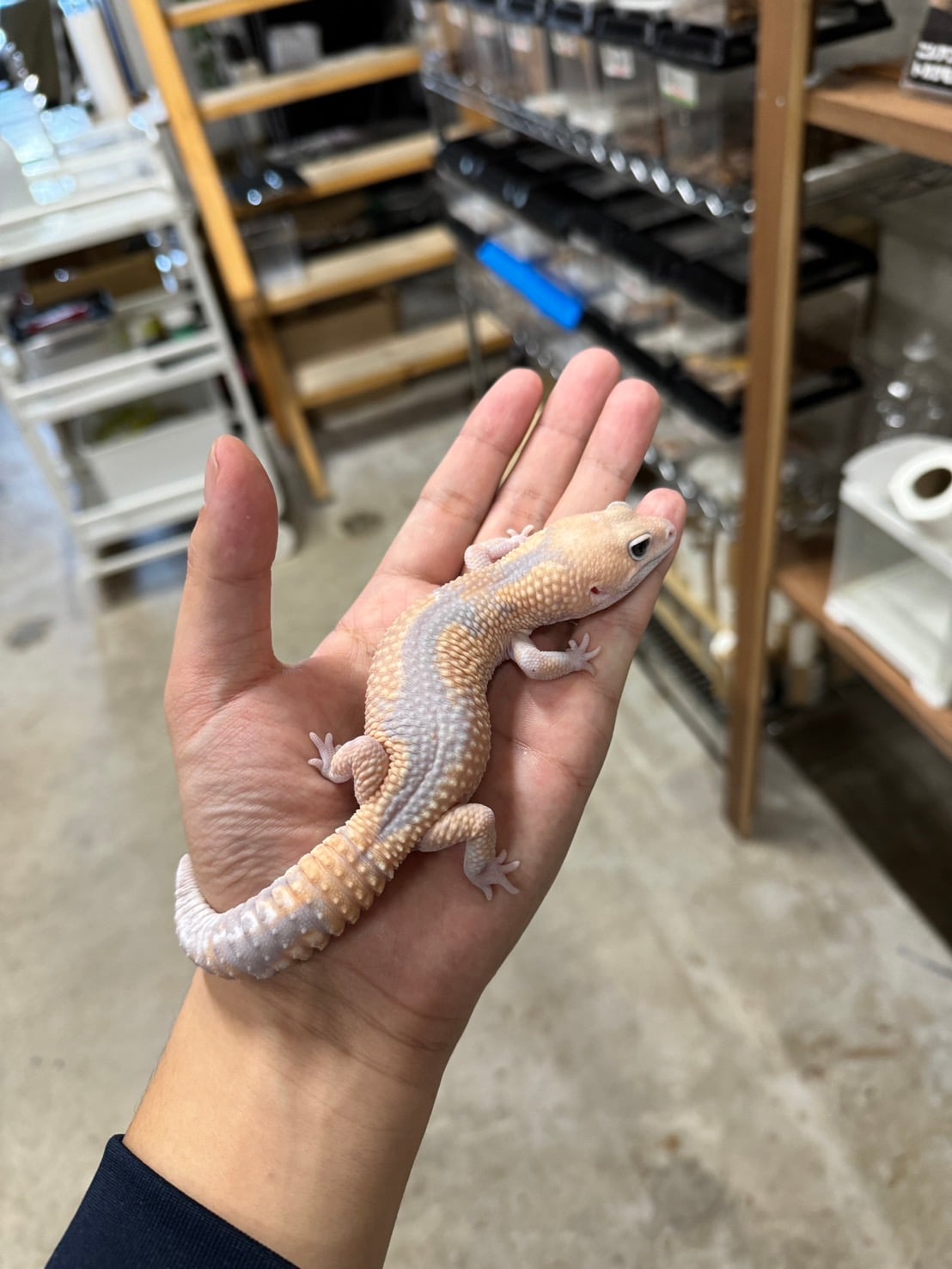 ニシアフリカトカゲモドキ ゴーストズールーhetスノー