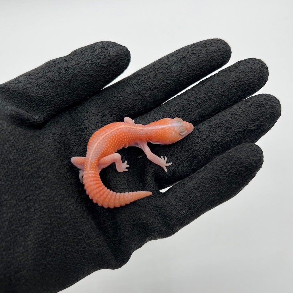 ニシアフリカトカゲモドキ アメルパターンレス