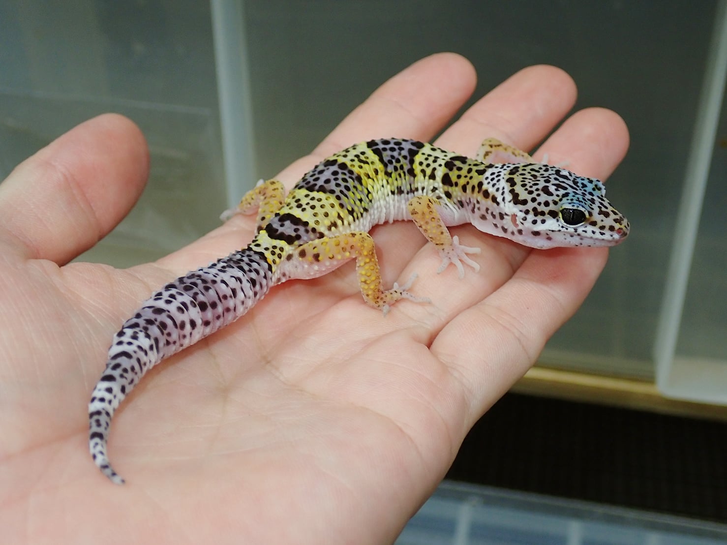 ヒョウモントカゲモドキ ハイイエロー