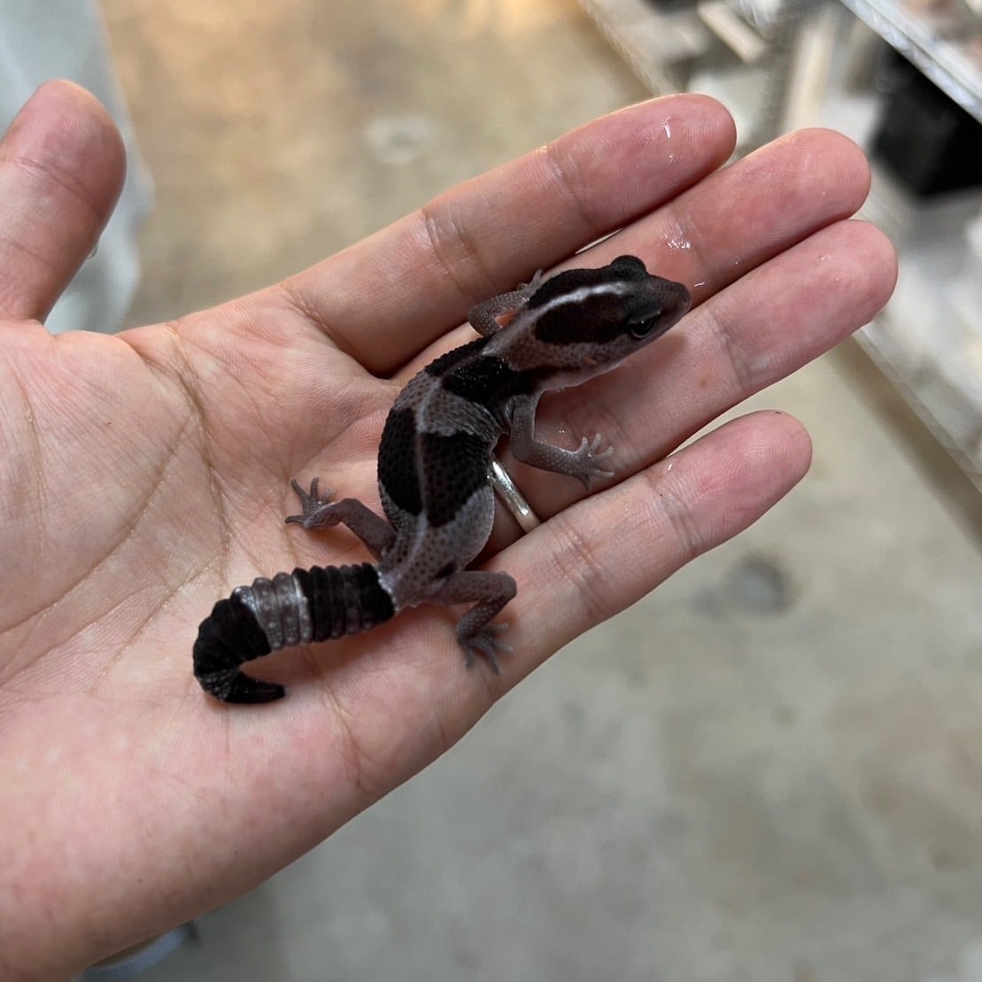 ニシアフリカトカゲモドキ オレオ
