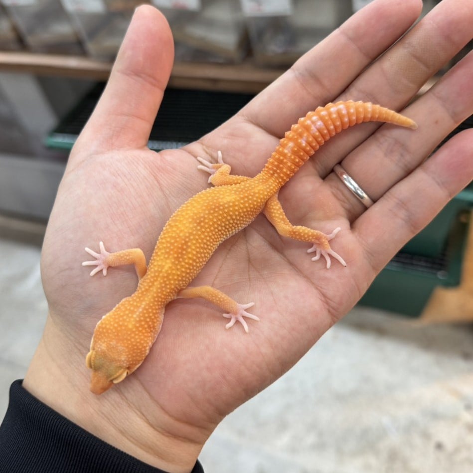 ヒョウモントカゲモドキ タンジェリントレンパー/オス