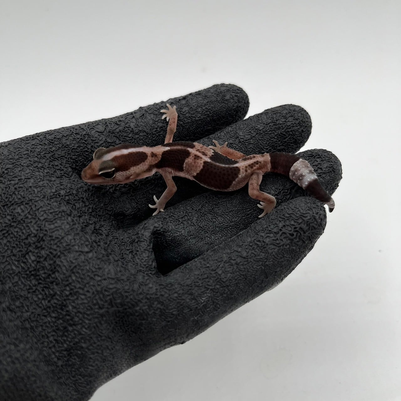ニシアフリカトカゲモドキ オレオhetスノーズールー