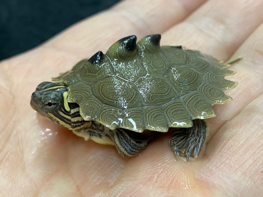 キタクロコブチズガメ 