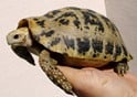 エロンガータリクガメ 