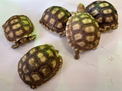 ケヅメリクガメ 