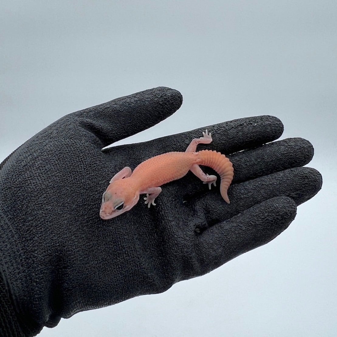 ニシアフリカトカゲモドキ ゴーストパターンレスhetオレオ
