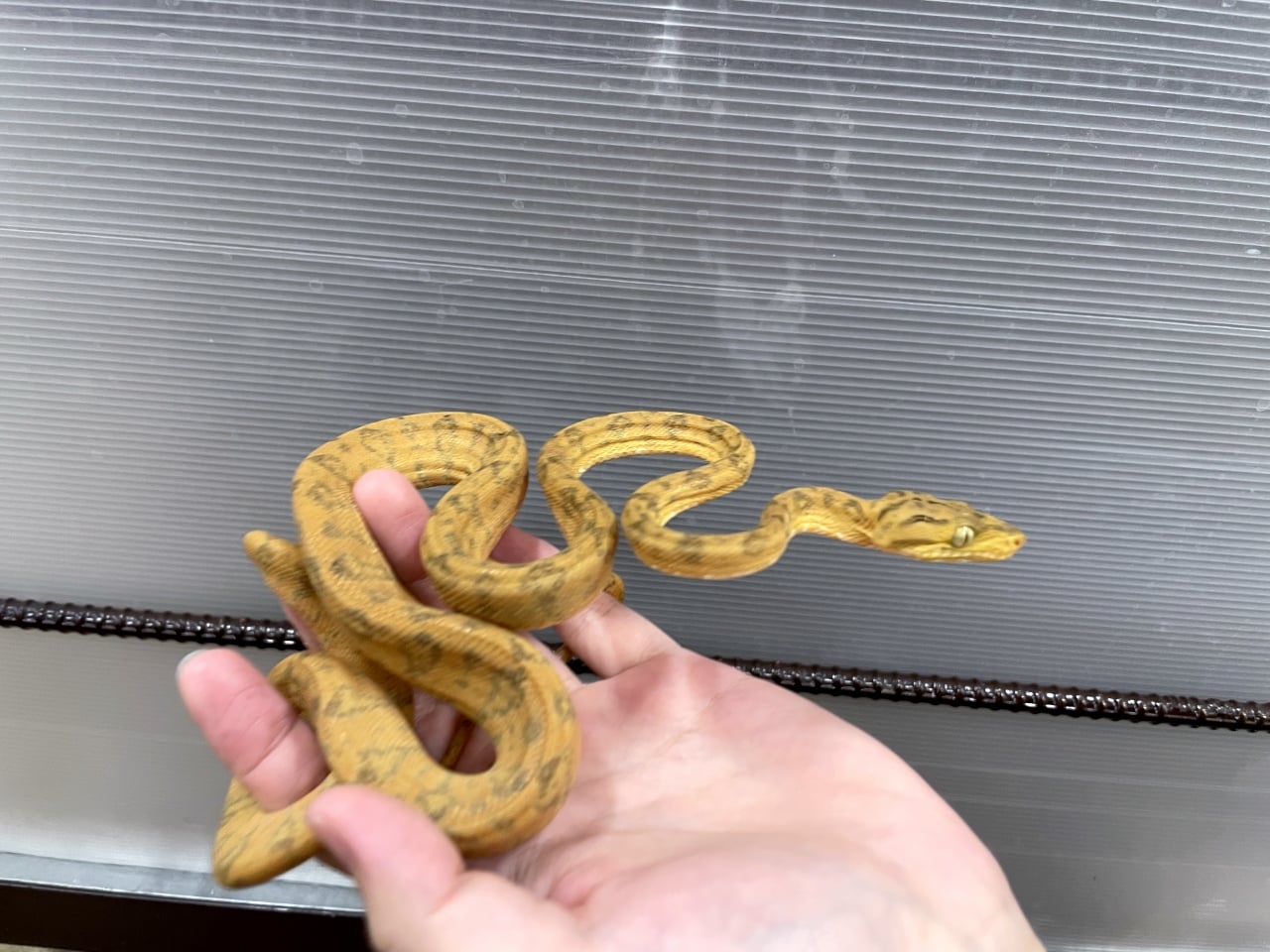 アマゾンツリーボア イエロー