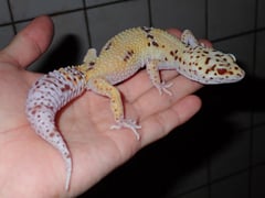 ヒョウモントカゲモドキ レーダーエニグマ