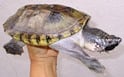 ジャイアントマスクタートル 