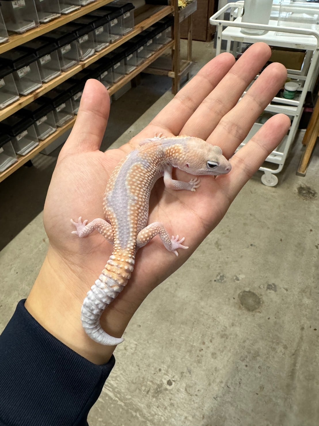 ニシアフリカトカゲモドキ ゴーストズールーhetオレオ