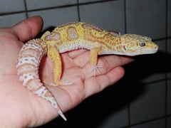 ヒョウモントカゲモドキ レインウォーターアルビノジャングル