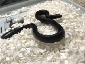 メキシカンブラックキングスネーク 