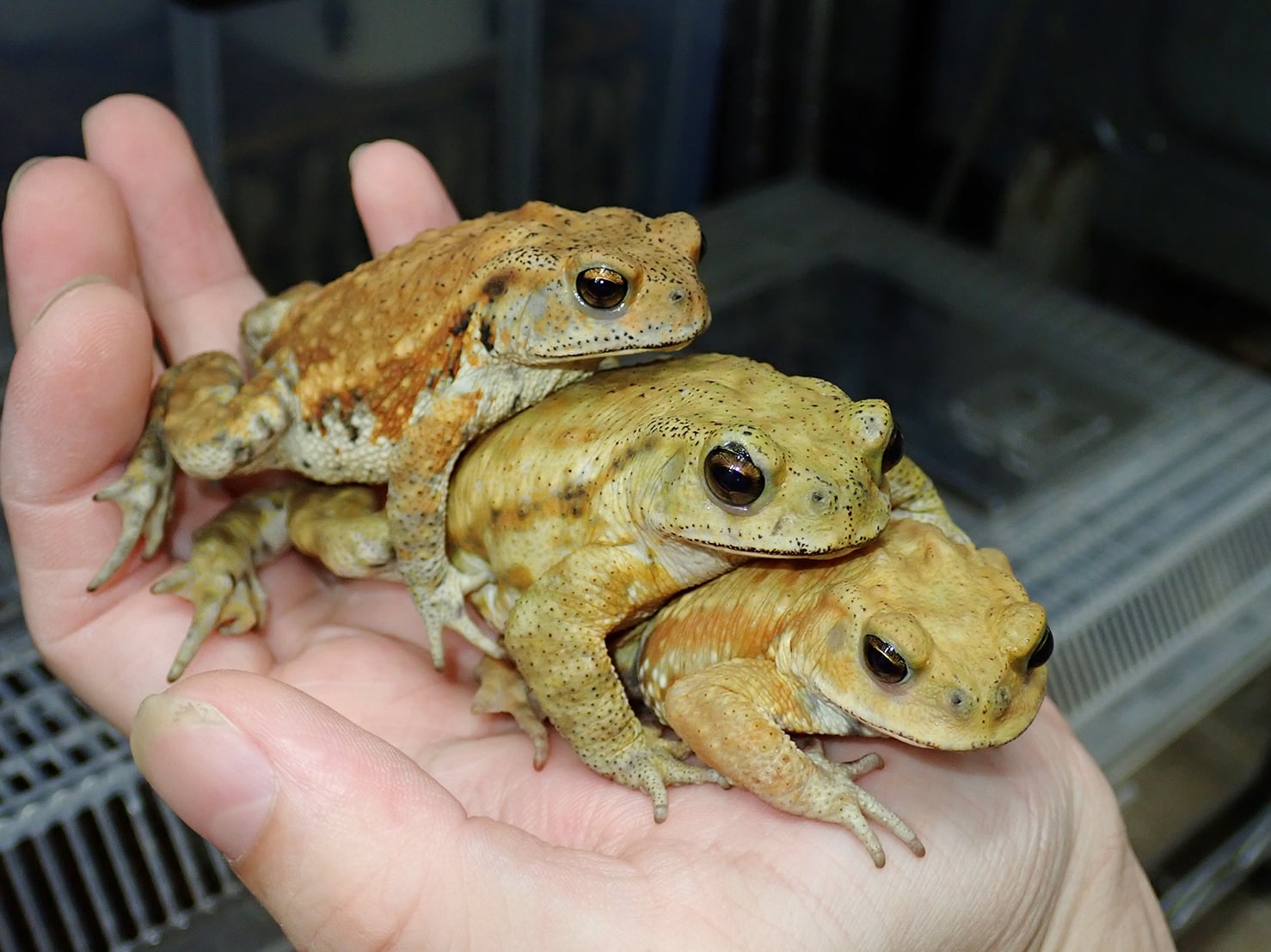 ヒキガエル ハイカラー