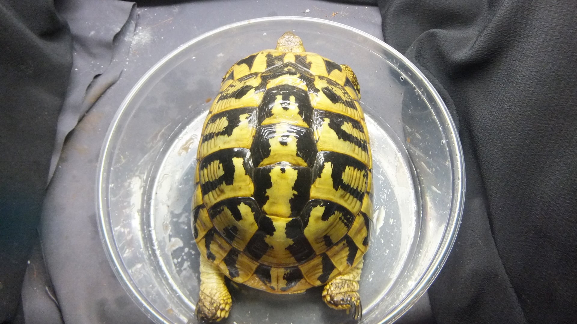 ヘルマンリクガメ 