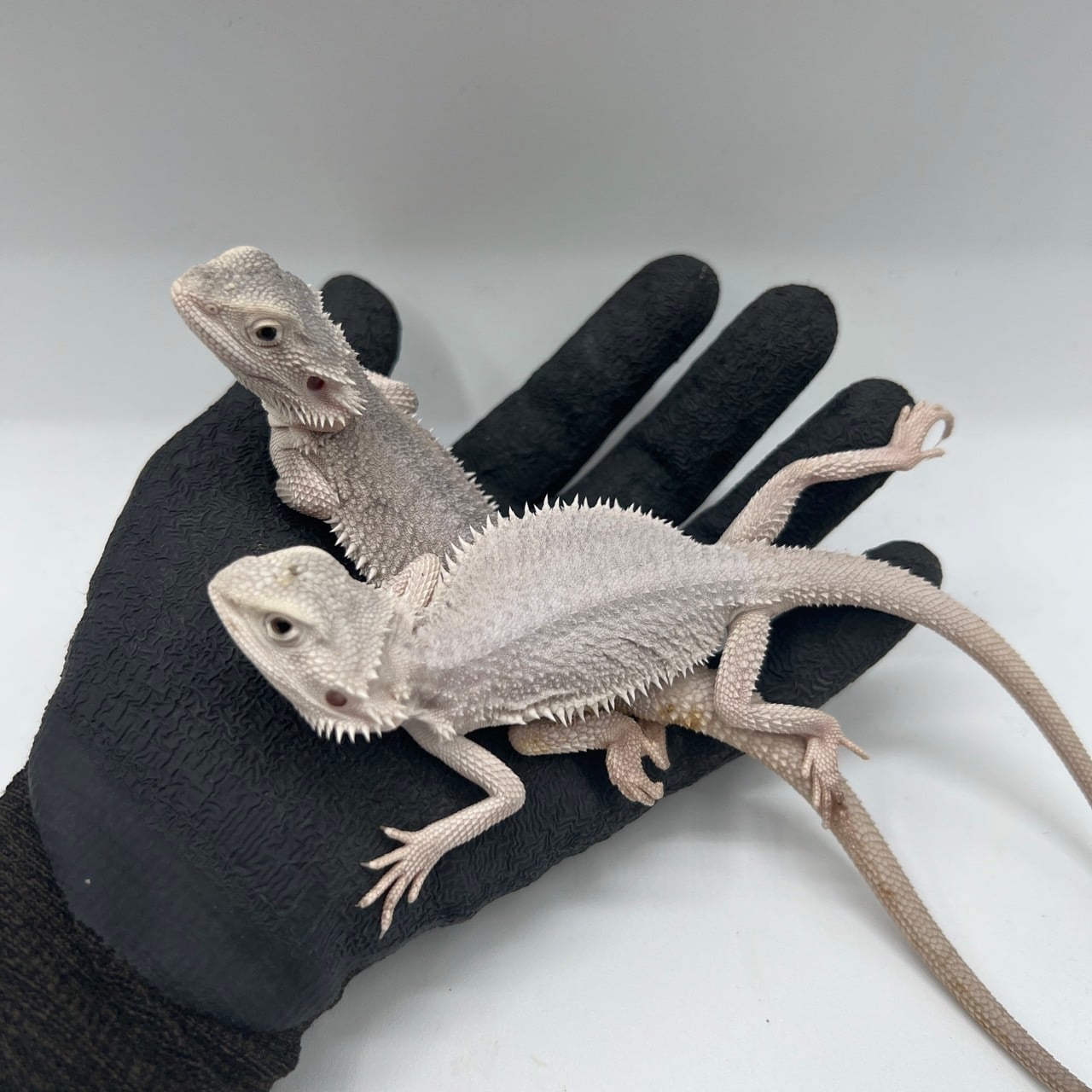 フトアゴヒゲトカゲ ハイポゼロ