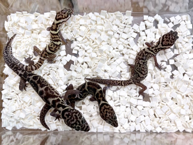 ボウシトカゲモドキ 