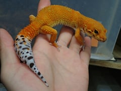 ヒョウモントカゲモドキ エレクトリックインフェエルノタンジェリン