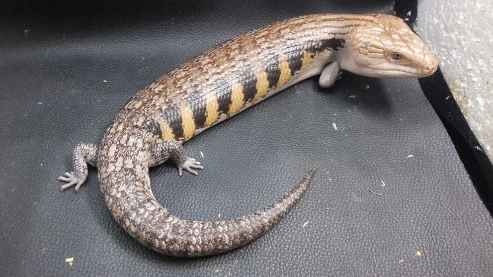 アオジタトカゲ 