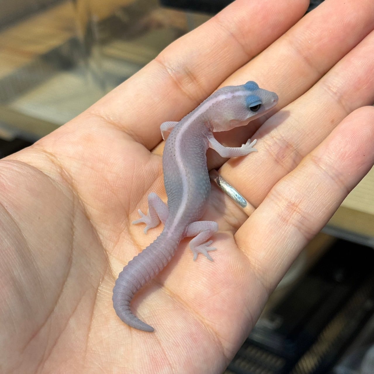 ニシアフリカトカゲモドキ ゴーストオレオパターンレス