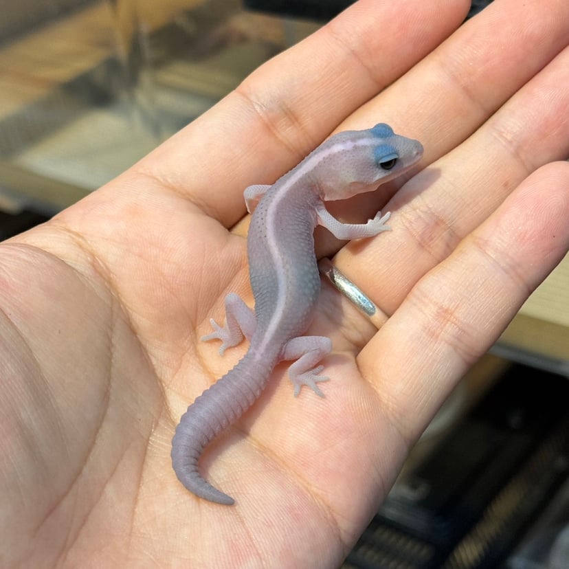 ゴーストオレオパターンレス