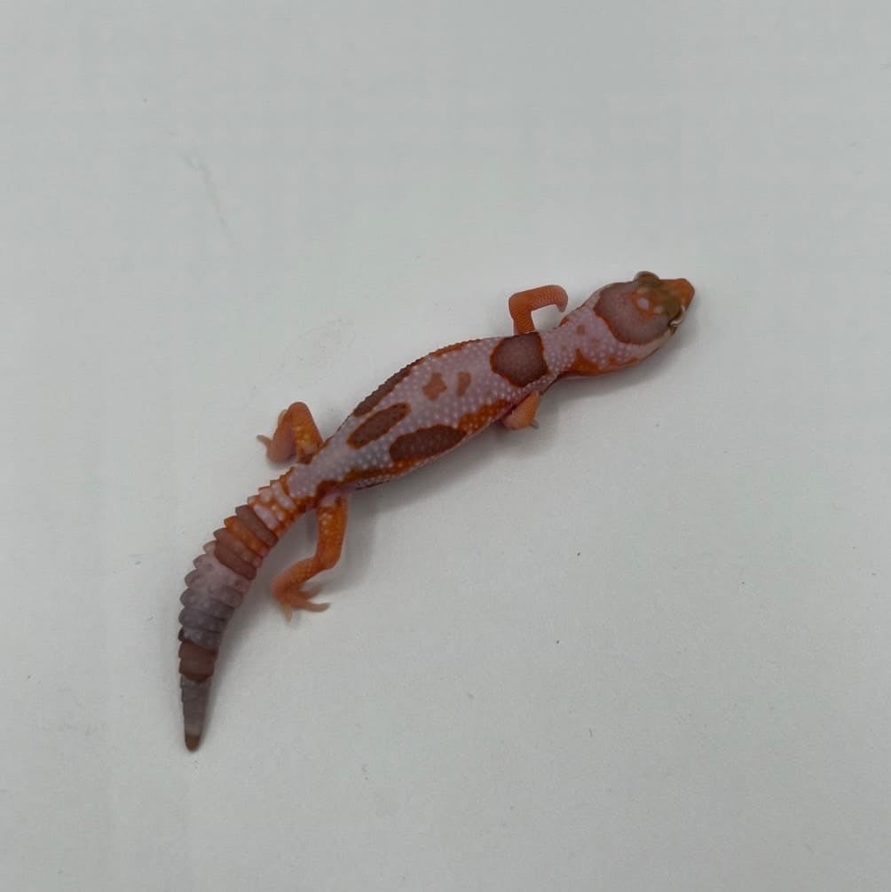 ニシアフリカトカゲモドキ ホワイトアウトアメル