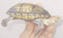 ハナナガドロガメ 
