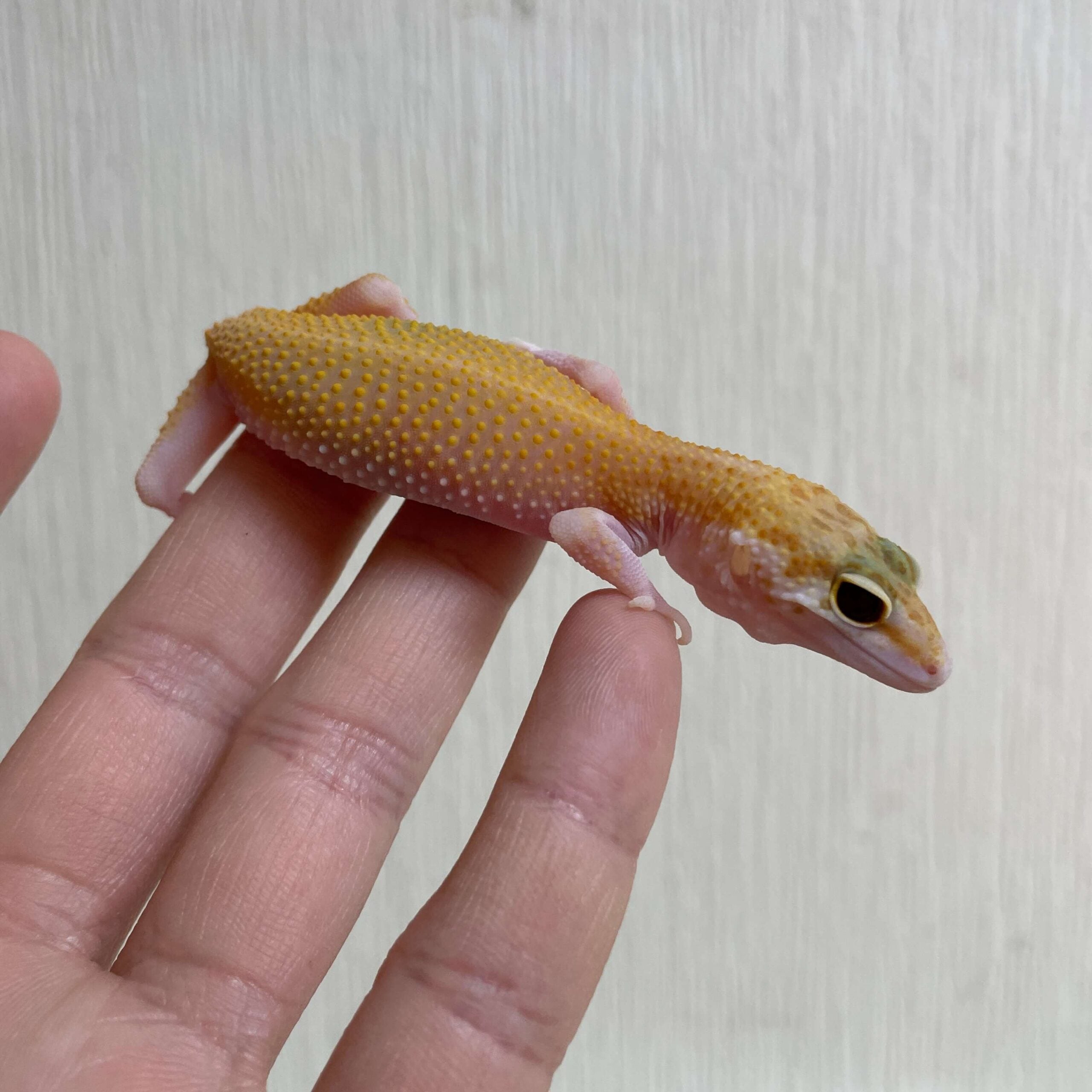 ヒョウモントカゲモドキ ラプター