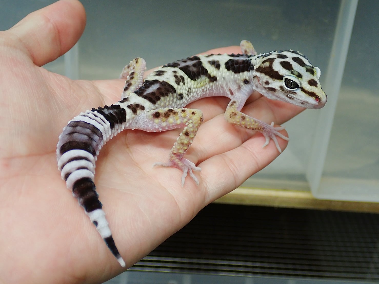 オバケトカゲモドキ ケルマンシャー