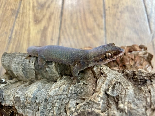 オオバクチヤモリ 