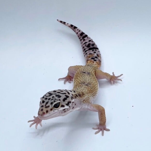 ヒョウモントカゲモドキ ハイイエロー