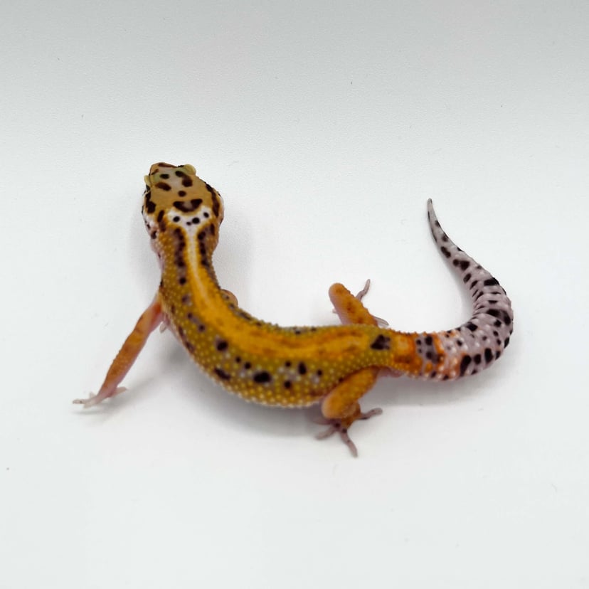 ボールドタンジェリントレンパーアルビノ