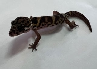 ボウシトカゲモドキ 