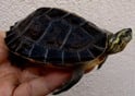 ヒジリガメ 
