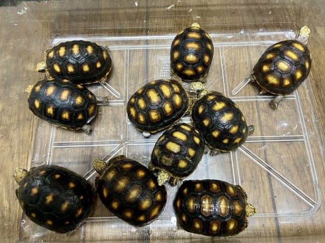 アカアシガメ 