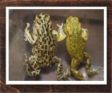 ヒキガエル 