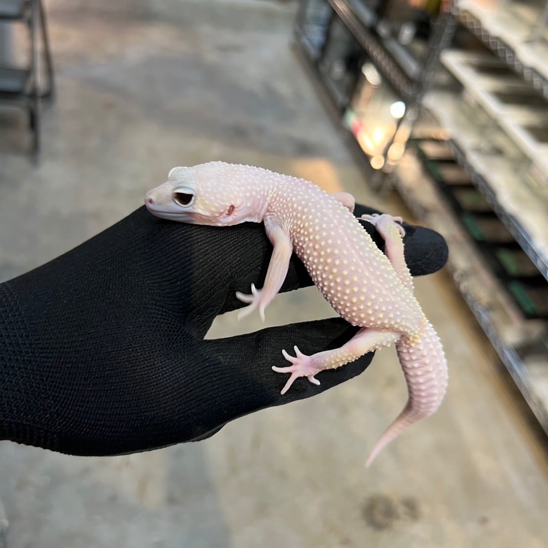 ヒョウモントカゲモドキ ディアブロブランコ