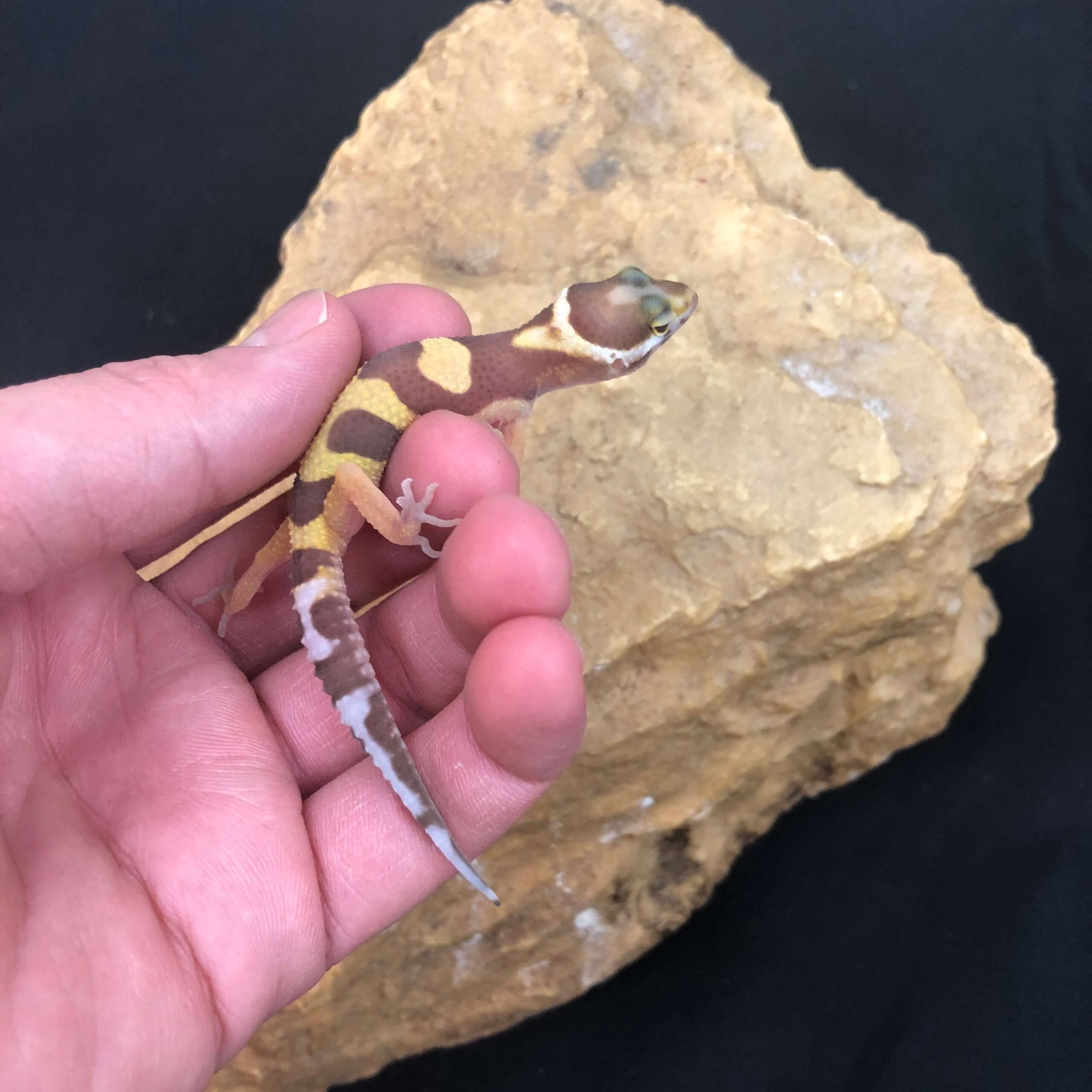 ヒョウモントカゲモドキ ハイイエロー